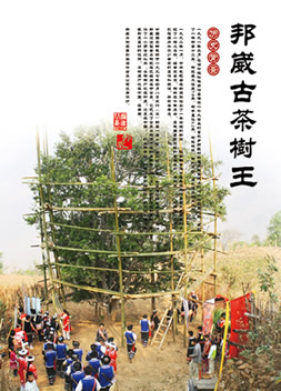 邦崴古茶樹_瀾滄古茶